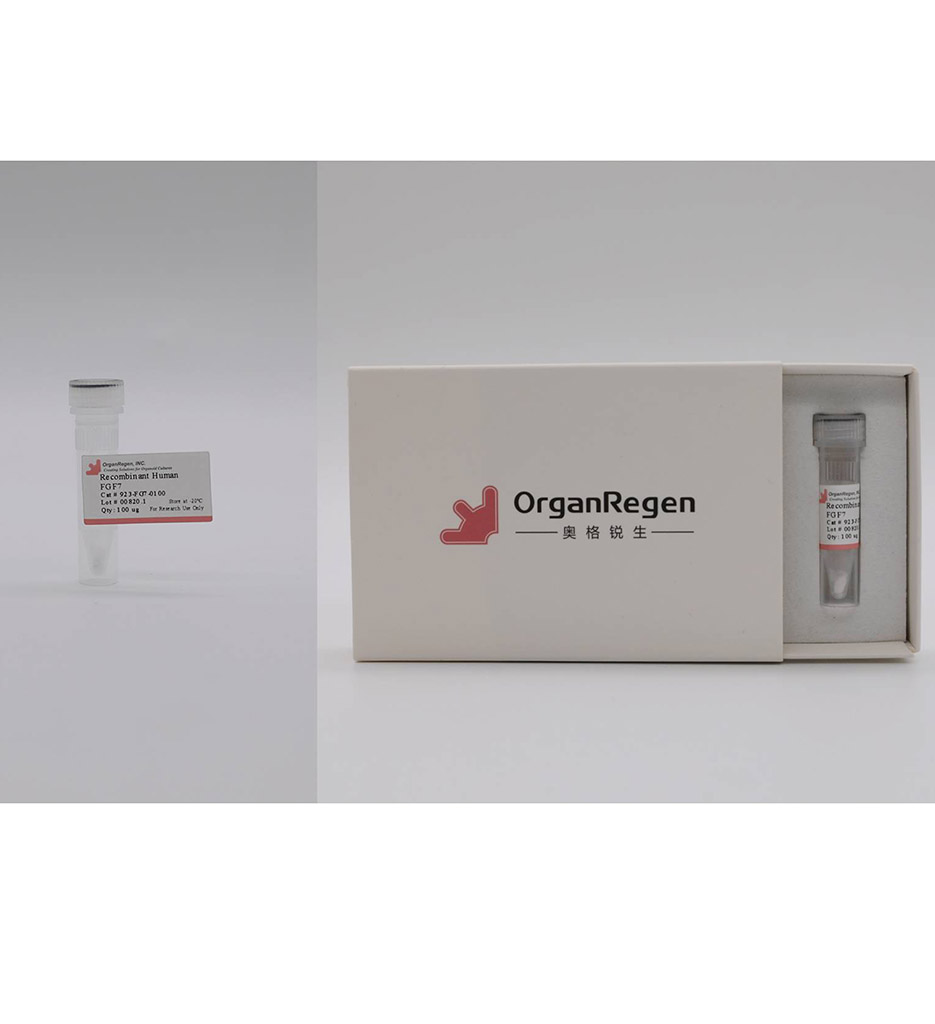 Recombinant Human FGF7