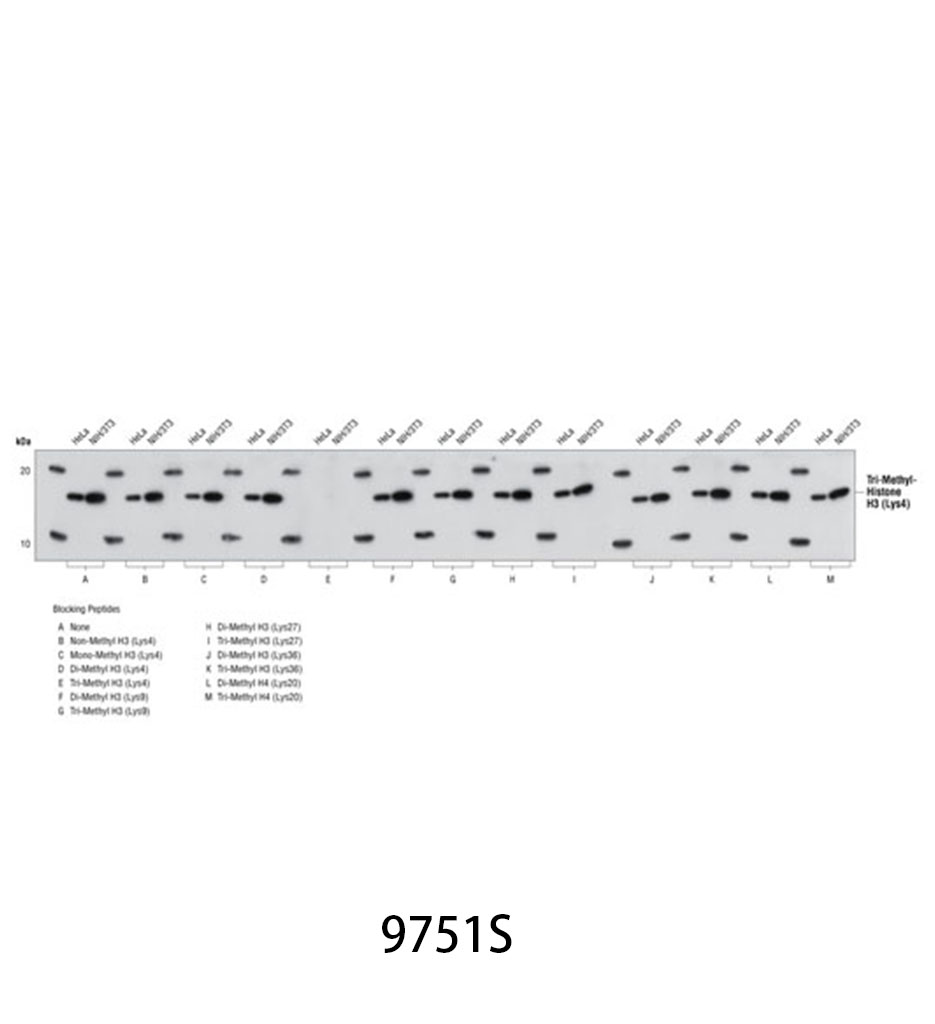 Tri-Methyl-Histone H3 (Lys4) (C42D8) Rabbit mAb