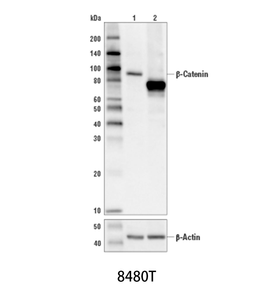 β-Catenin (D10A8) XP Rabbit mAb