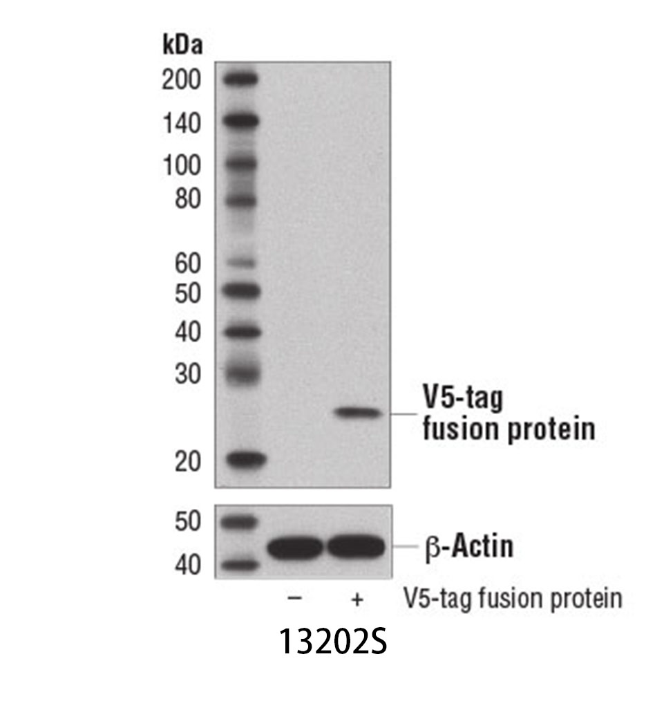 V5-Tag (D3H8Q) Rabbit mAb