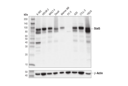 Stat5 (D2O6Y) Rabbit mAb