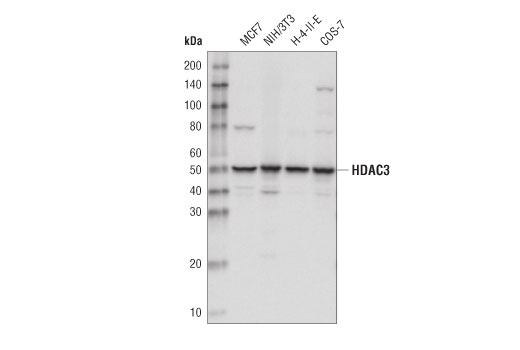 HDAC3 (D2O1K) Rabbit mAb