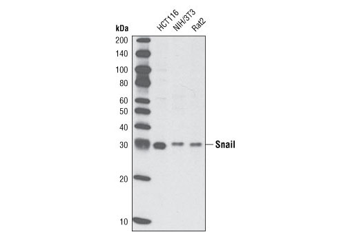 Snail (L70G2) Mouse mAb