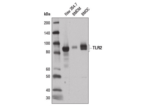 Toll-like Receptor 2 (E1J2W) Rabbit mAb (Mouse Specific)