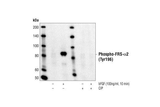 Phospho-FRS2-α (Tyr196) Antibody