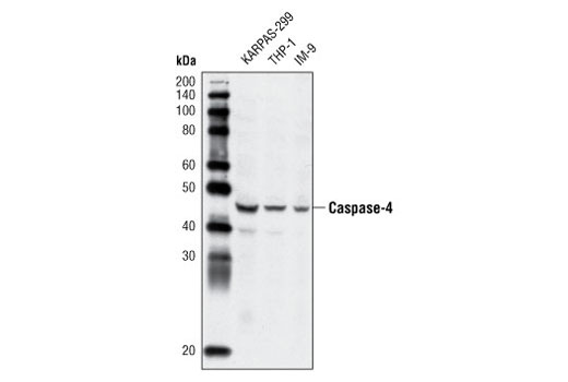 Caspase-4 Antibody