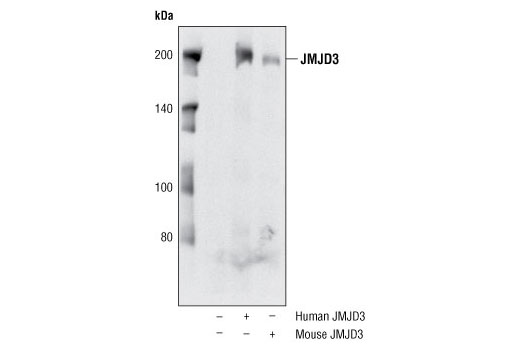 JMJD3 Antibody