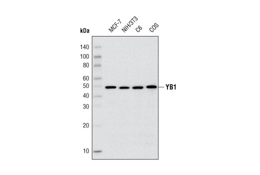 YB1 (D299) Antibody