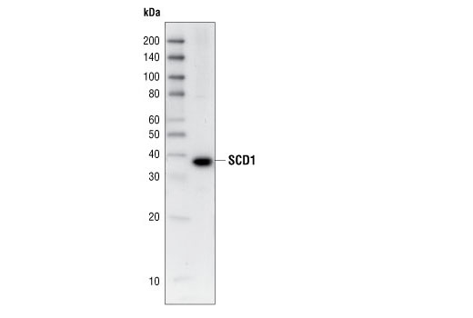 SCD1 (M38) Antibody