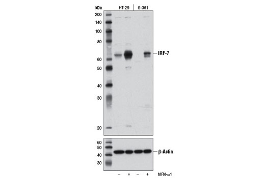 IRF-7 (D2A1J) Rabbit mAb