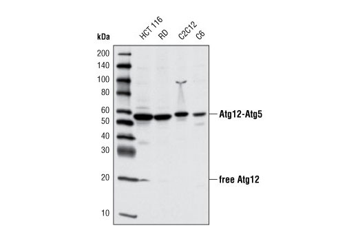 Atg12 (D88H11) Rabbit mAb
