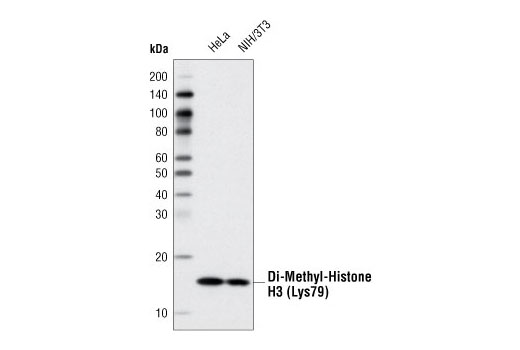 Di-Methyl-Histone H3 (Lys79) (D15E8) XP Rabbit mAb