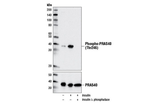 Phospho-PRAS40 (Thr246) (D4D2) XP Rabbit mAb