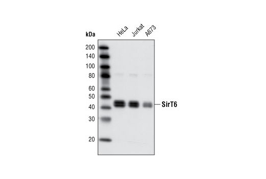 SirT6 Antibody