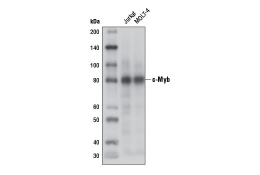 c-Myb (D2R4Y) Rabbit mAb