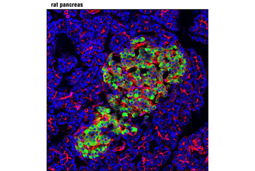 Insulin (C27C9) Rabbit mAb (Alexa Fluor 488 Conjugate)