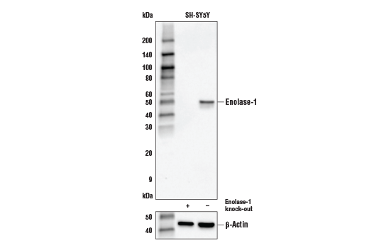 Enolase-1 Antibody