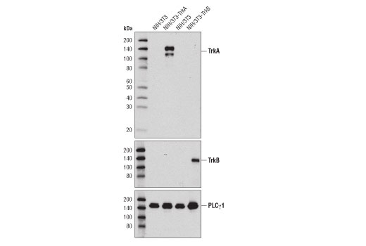 TrkA (12G8) Rabbit mAb
