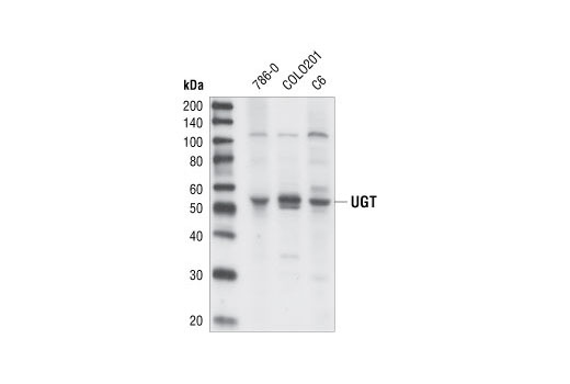 UGT Antibody