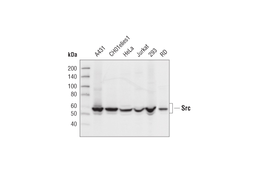 Src Family Antibody Sampler Kit