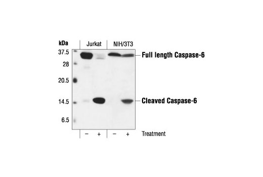 Caspase-6 Antibody