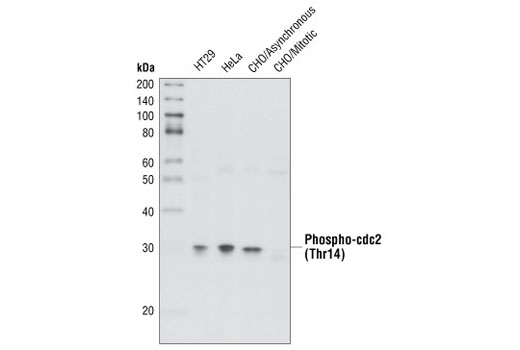 Phospho-cdc2 (Thr14) Antibody