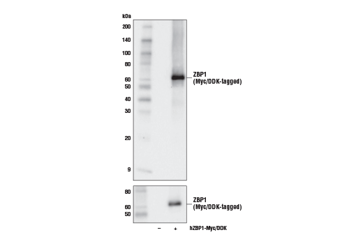 ZBP1 Antibody