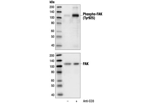 Phospho-FAK (Tyr925) Antibody