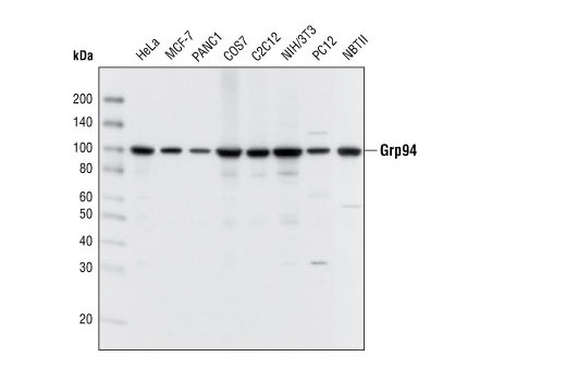 Grp94 Antibody