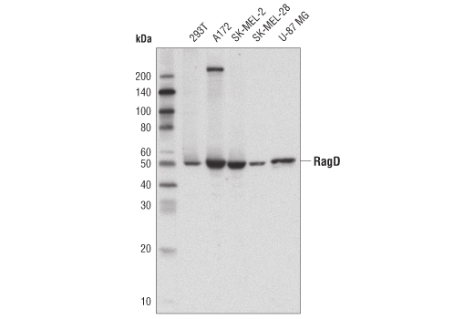 RagD Antibody