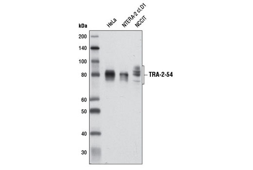 TRA-2-54 (2J) Mouse mAb