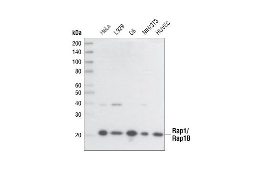 Rap1A/Rap1B (26B4) Rabbit mAb