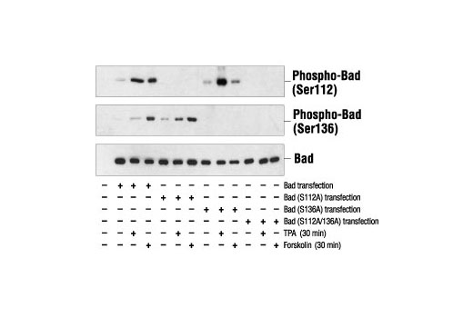 Phospho-Bad (Ser136) Antibody