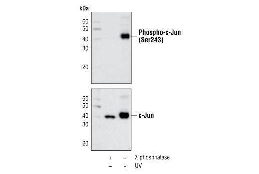 Phospho-c-Jun (Ser243) Antibody