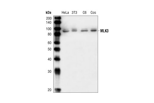 MLK3 Antibody