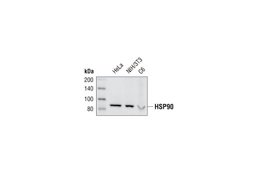 HSP90 (E289) Antibody