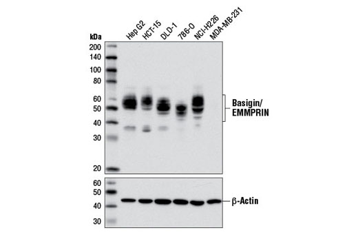 Basigin/EMMPRIN (E1S1V) Rabbit mAb