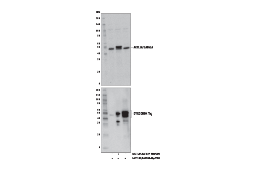 ACTL6A/BAF53A (E3W2A) Rabbit mAb