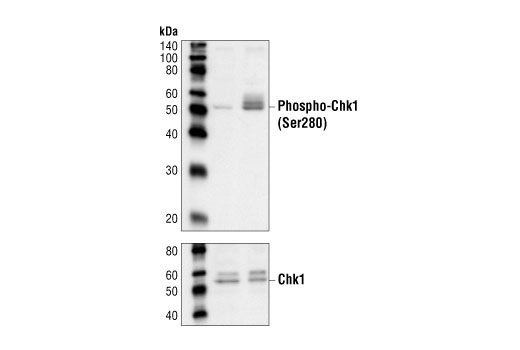 Phospho-Chk1 (Ser280) Antibody