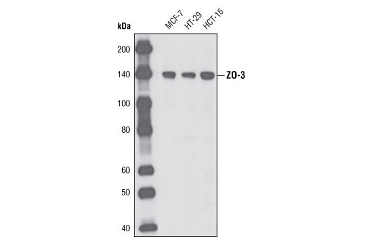 ZO-3 (D57G7) XP Rabbit mAb