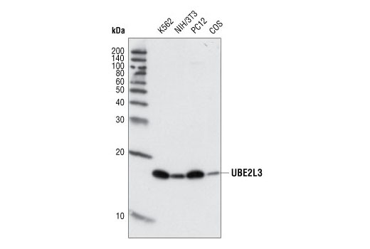 UBE2L3 Antibody