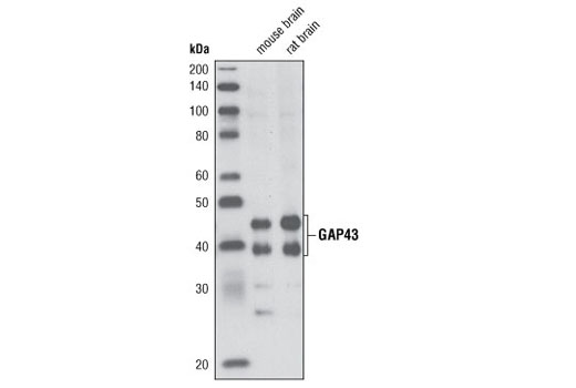 GAP43 Antibody
