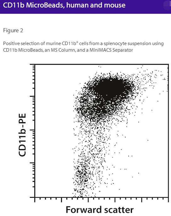 CD11b MicroBeads, human, mouse