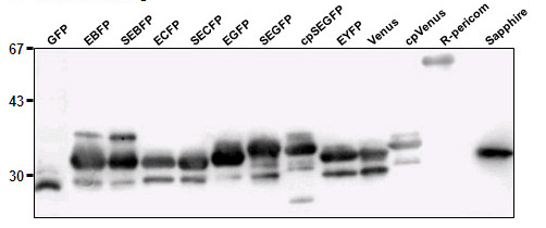 Anti-GFP (Green Fluorescent Protein) pAb