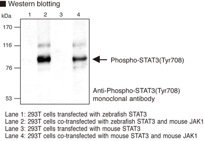 Anti-Phospho-STAT3 (Tyr708) mAb