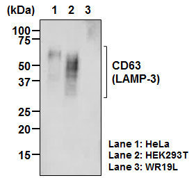 Anti-CD63 (LAMP-3) mAb-Biotin