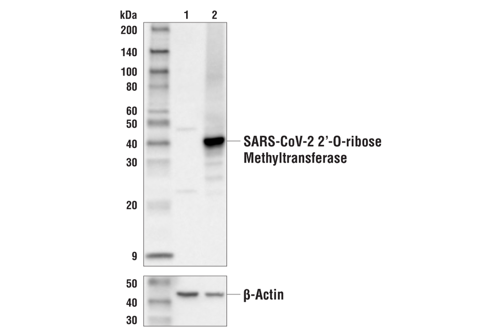 SARS-CoV-2 2'-O-ribose Methyltransferase Antibody