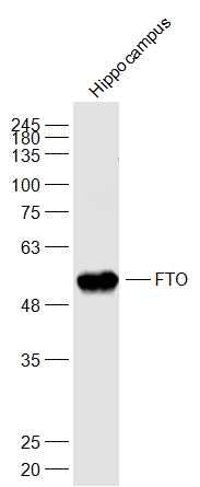 脂肪堆积和肥胖相关蛋白抗体