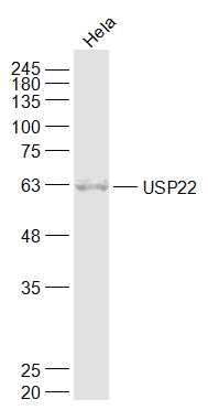 去泛素化酶22抗体