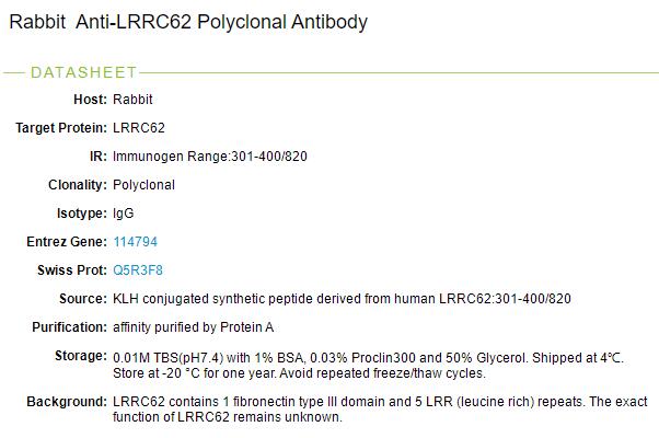 富含亮氨酸重复蛋白62抗体